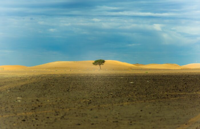 lone tree in middle of desert during daytime