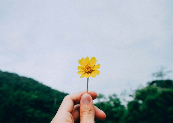 person holding yellow petaled flower